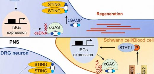 Study reveals the intrinsic immune mechanism that boosts axon regeneration in the adult nervous system