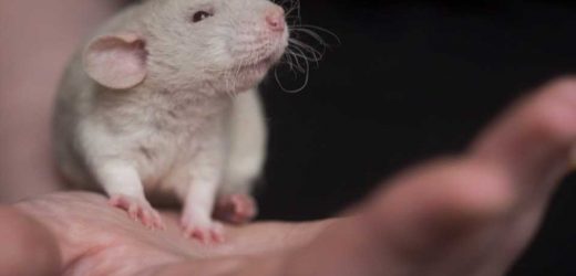 Virtual reality platform developed for context-dependent cognitive research in rodents