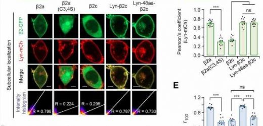 Finding the principle regulating the secretion of neurotransmitters, an important clue to brain disease treatment