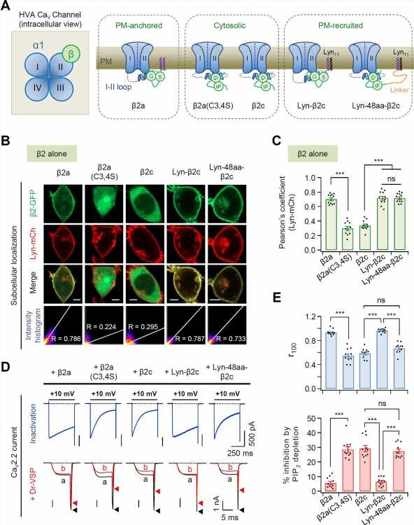 Finding the principle regulating the secretion of neurotransmitters, an important clue to brain disease treatment