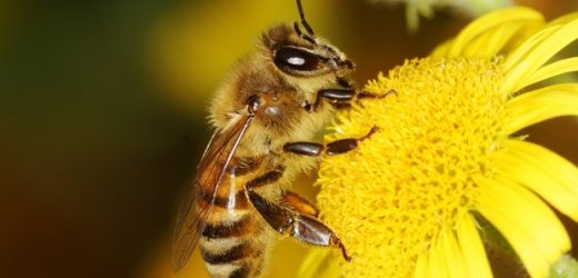 Mild bee venom appears to be more usable for pharmacology