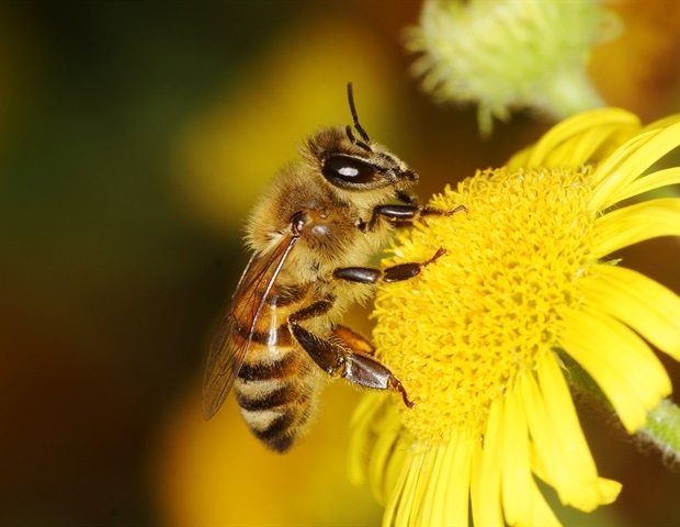 Mild bee venom appears to be more usable for pharmacology