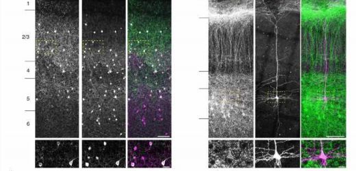 Myelin determines energy metabolism in inhibitory brain cells: Study