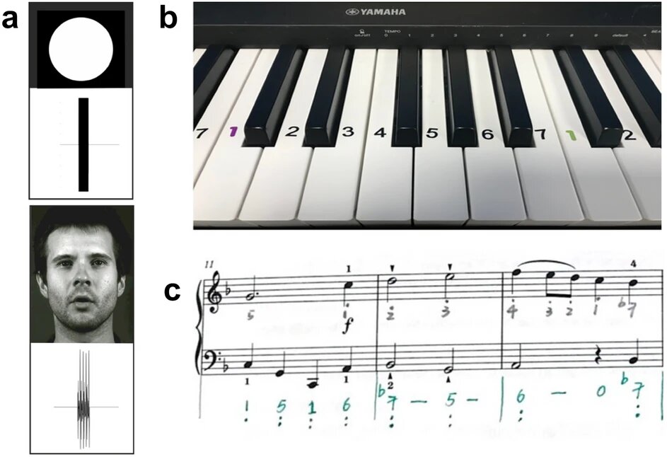 Playing the piano shown to boost brain processing power and help lift the blues