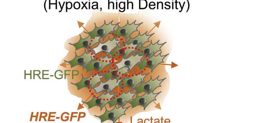 Reconsidering oxygen’s role in growth of tumors