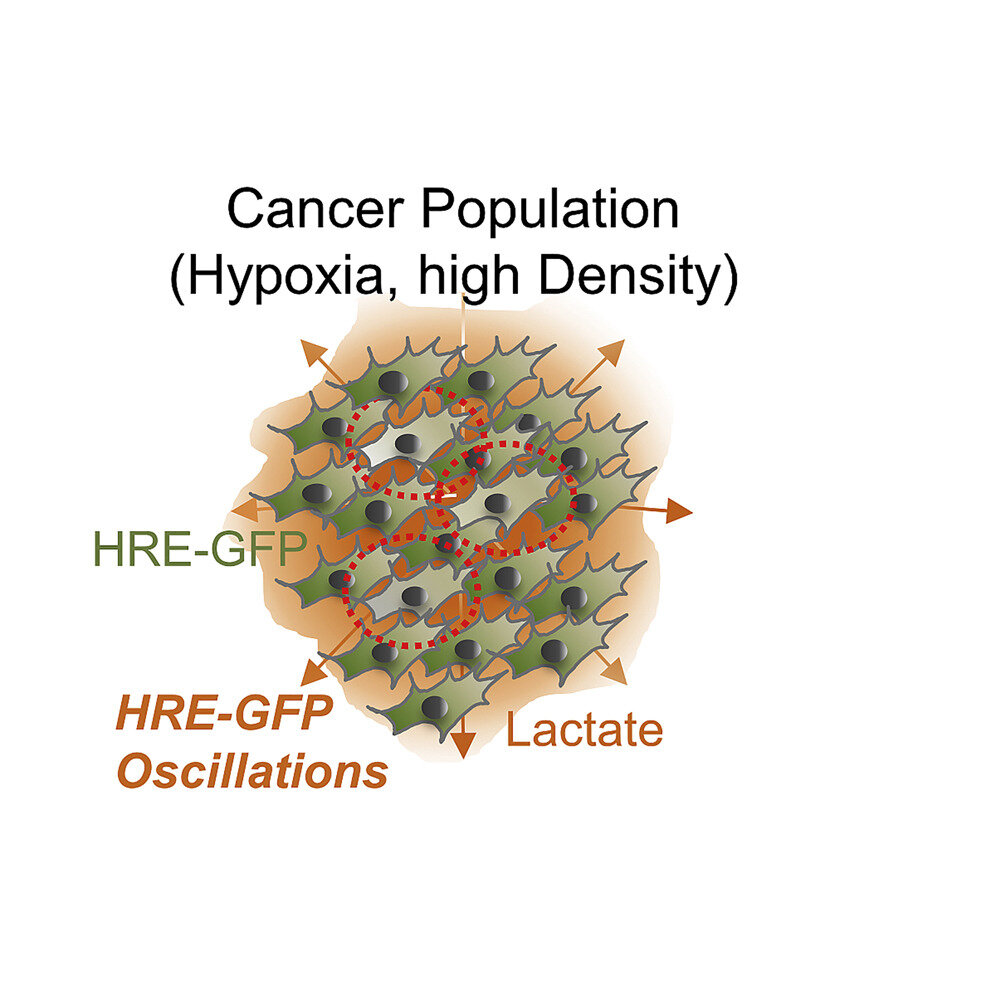 Reconsidering oxygen’s role in growth of tumors