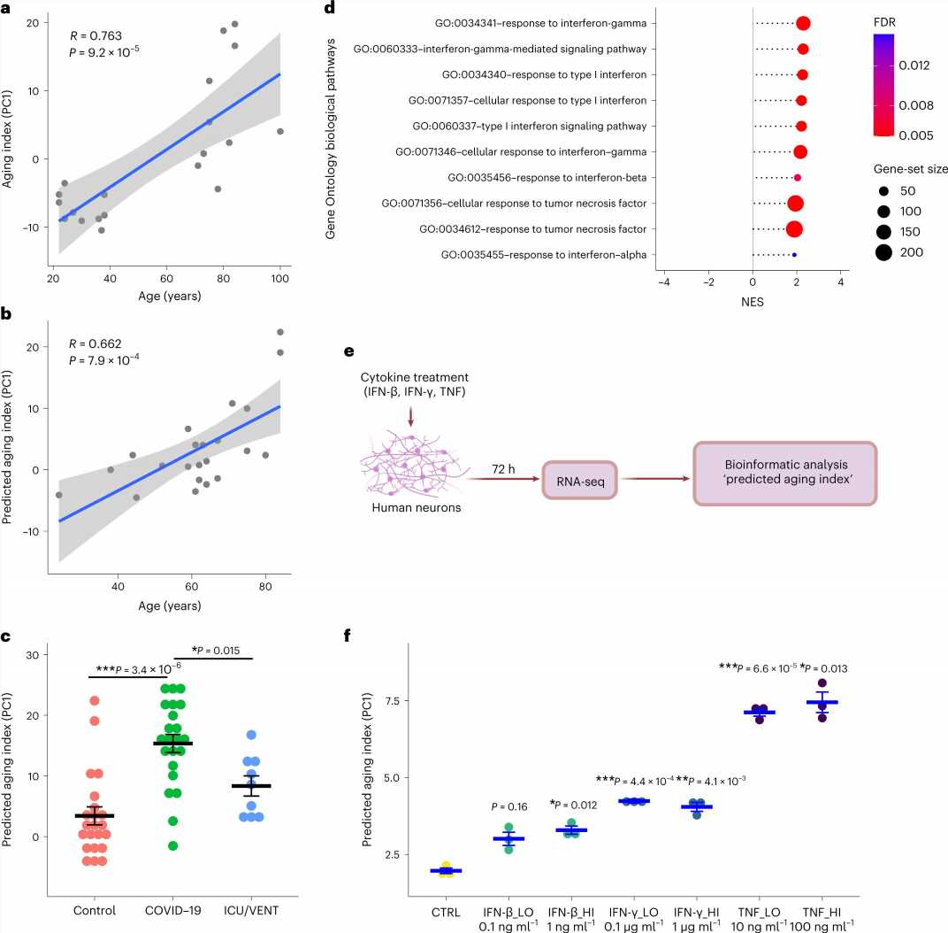 Severe COVID-19 is associated with molecular signatures of aging in the human brain