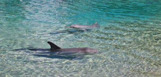 Stranded dolphins’ brains show common signs of Alzheimer’s disease