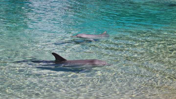 Stranded dolphins’ brains show common signs of Alzheimer’s disease