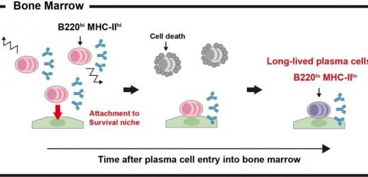 Tracking plasma cell survival in the bone marrow and spleen