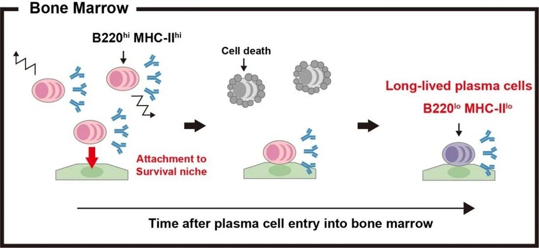 Tracking plasma cell survival in the bone marrow and spleen