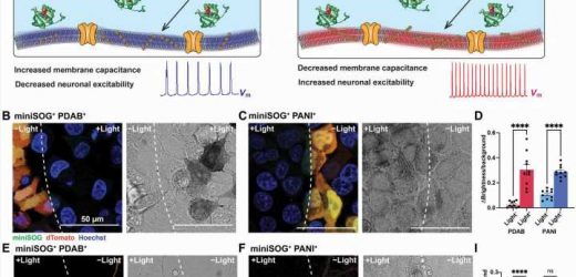 Using light to manipulate neuron excitability