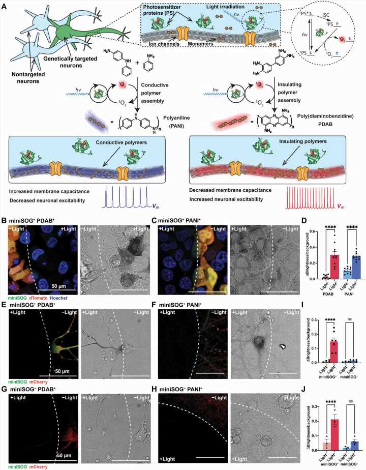 Using light to manipulate neuron excitability