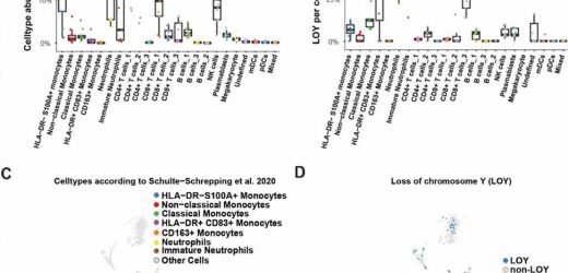 Y chromosome loss may be linked to men’s increased risk of severe COVID-19