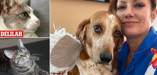Adopted lab animals rescued from &apos;secret&apos; USDA facility