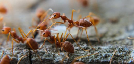 Ants show the potential to become a fast, efficient, inexpensive, and non-invasive tool for the detection of human tumors