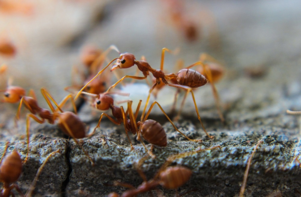 Ants show the potential to become a fast, efficient, inexpensive, and non-invasive tool for the detection of human tumors