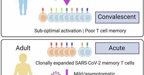 Children’s immune response to COVID is fast but doesn’t last, finds study