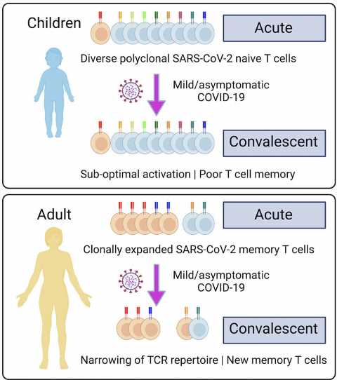 Children’s immune response to COVID is fast but doesn’t last, finds study