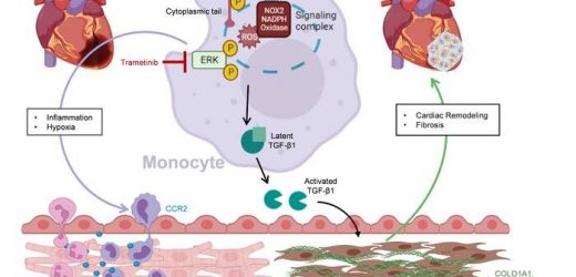Discovery of pathway that controls scar formation could lead to better healing after a heart attack