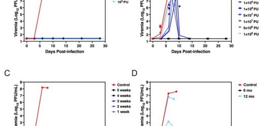 Experimental vaccine for deadly Marbug virus guards against infection with just a single dose
