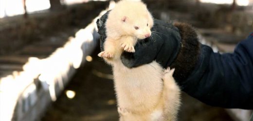 First known epidemic of highly pathogenic avian influenza H5N1 in farmed mink