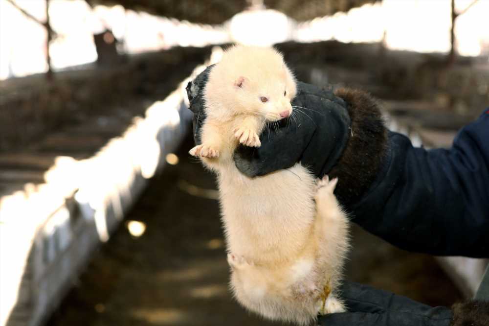 First known epidemic of highly pathogenic avian influenza H5N1 in farmed mink