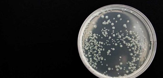 Hidden bacteria present a substantial risk of antimicrobial resistance in hospital patients