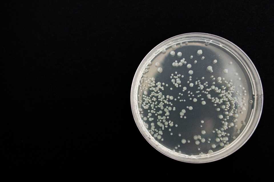 Hidden bacteria present a substantial risk of antimicrobial resistance in hospital patients