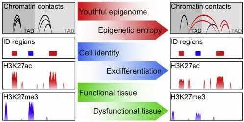 Loss of epigenetic information can drive aging, restoration can reverse it