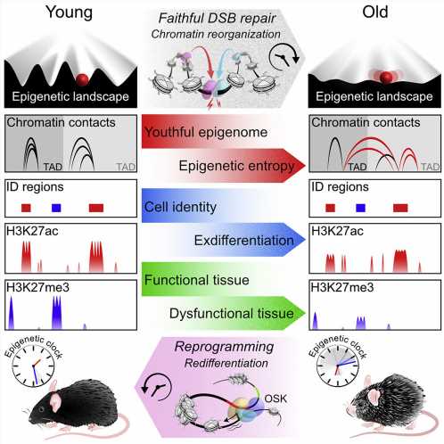 Loss of epigenetic information can drive aging, restoration can reverse it