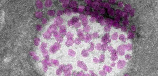 New cellular component with importance for the sense of smell discovered