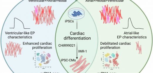 New insights into the role of the NOTCH1 gene in congenital heart defects