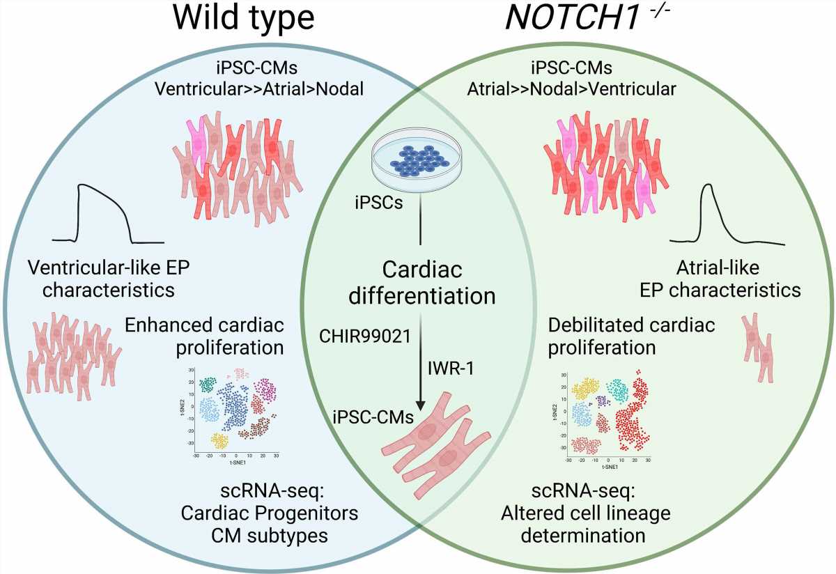 New insights into the role of the NOTCH1 gene in congenital heart defects