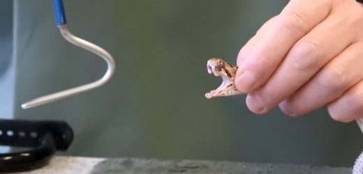 New standardized measurements for recording the outcome of snakebite trials