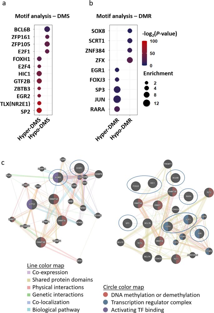 Study identifies a new cause of brain development disorders in Williams syndrome