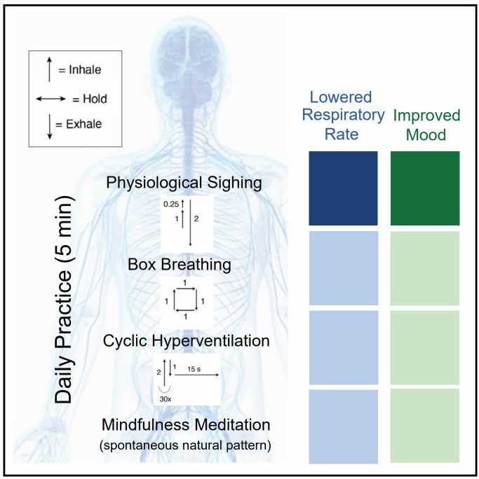 Study shows cyclic breathing technique more effective in reducing stress than mindfulness meditation