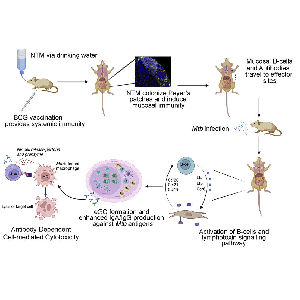 Tuberculosis researchers find link between vaccine efficacy, environmental pathogens