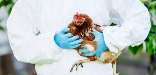 An avian flu outbreak is spreading to mammals. What is the risk to humans?