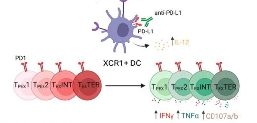 Cell type key to successful immunotherapies for chronic viral infections identified