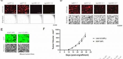 Differences in animal biology can affect cancer drug development