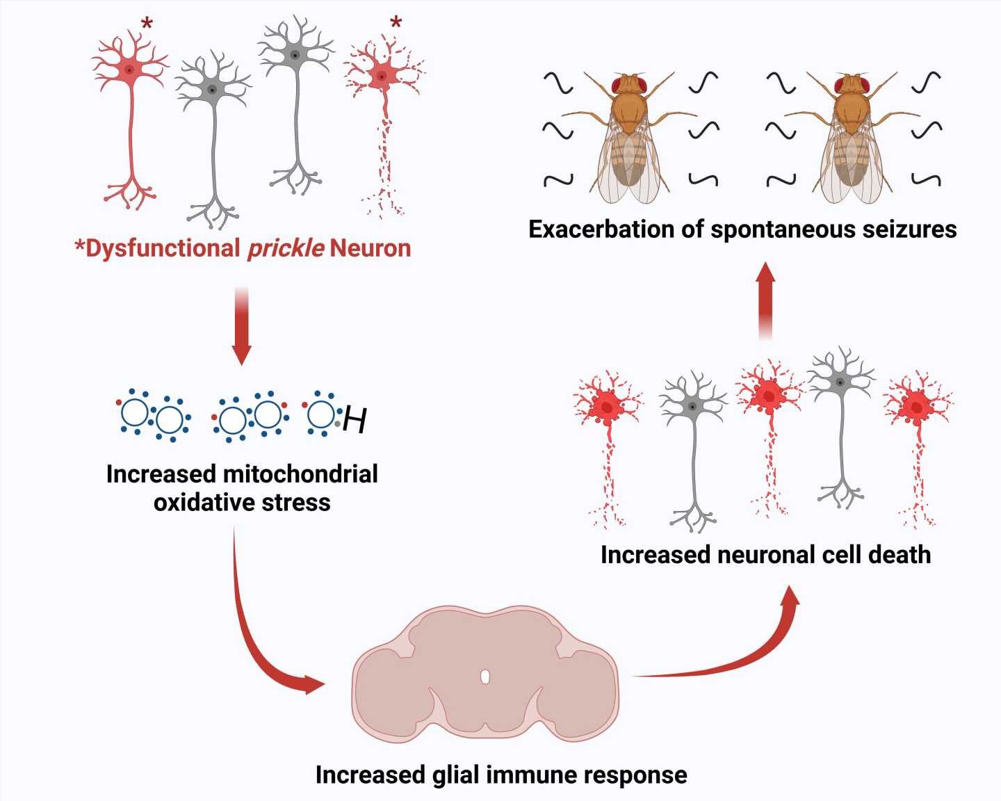 How the brain’s immune system worsens epilepsy