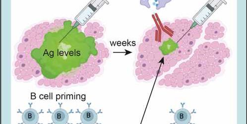 How your first COVID-19 vaccination could ‘hurt’ subsequent boosters