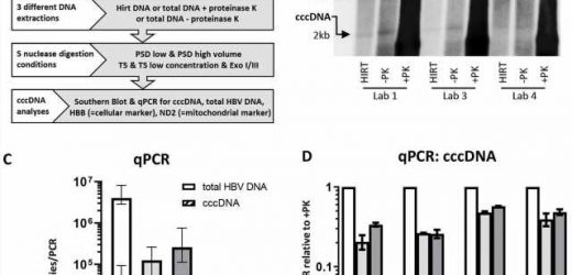 New standards to quantify hepatitis B virus reservoirs in liver cells