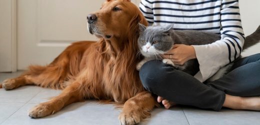 Omicron variant of SARS-CoV-2 is less infectious in dogs and cats