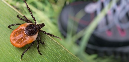 Report of a case of severe tick-borne encephalitis in a pregnant woman