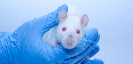 Scientists plan UK clinical trial of rats trained to sniff out cancer