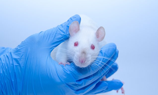 Scientists plan UK clinical trial of rats trained to sniff out cancer