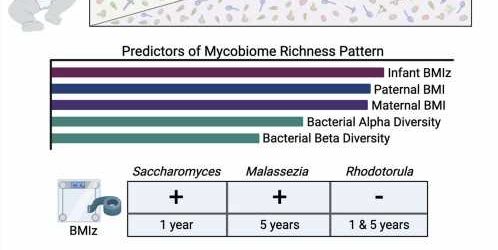 Study finds link between fungal microbes in infant gut and body weight