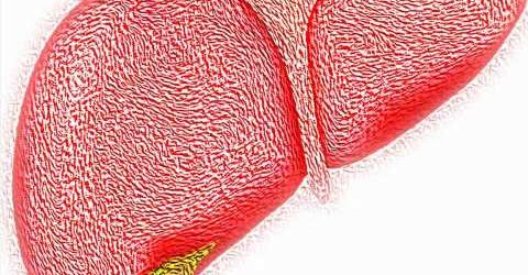 Study shows Indigenous patients with autoimmune liver disease face worse symptoms and outcomes